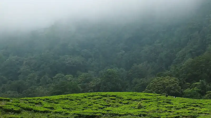 Lanskap kebun teh berkabut di dataran tinggi yang membutuhkan pakaian berlapis