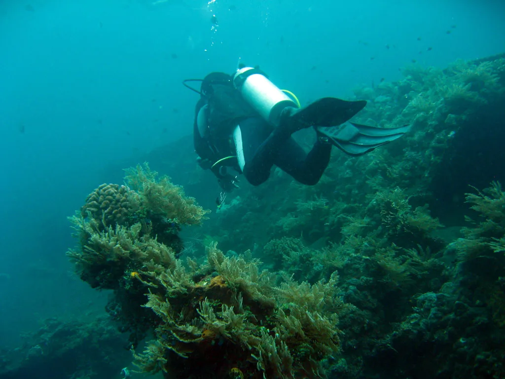 Seorang penyelam scuba menyusuri sisi bangkai kapal USAT Liberty yang ditumbuhi karang lunak