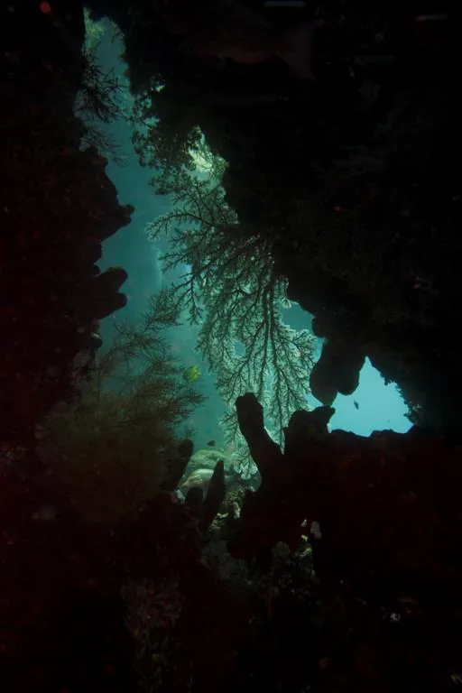 Struktur kapal karam yang ditumbuhi biota laut, terlihat dari bagian bawah air yang gelap