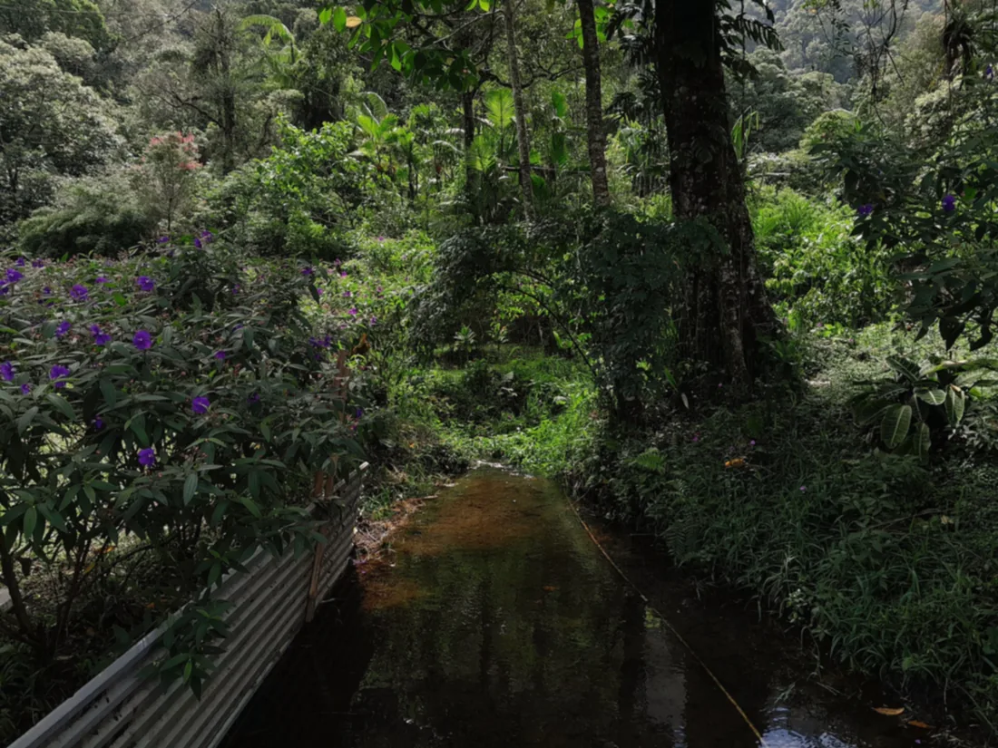 Anak sungai berair jernih di hutan Cagar Alam Telaga Warna, hulu Sungai Ciliwung, Bogor