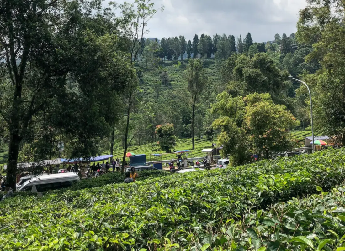 Tepi jalan di kebun teh Puncak Cisarua dengan mobil, motor, dan tenda pedagang di akhir pekan