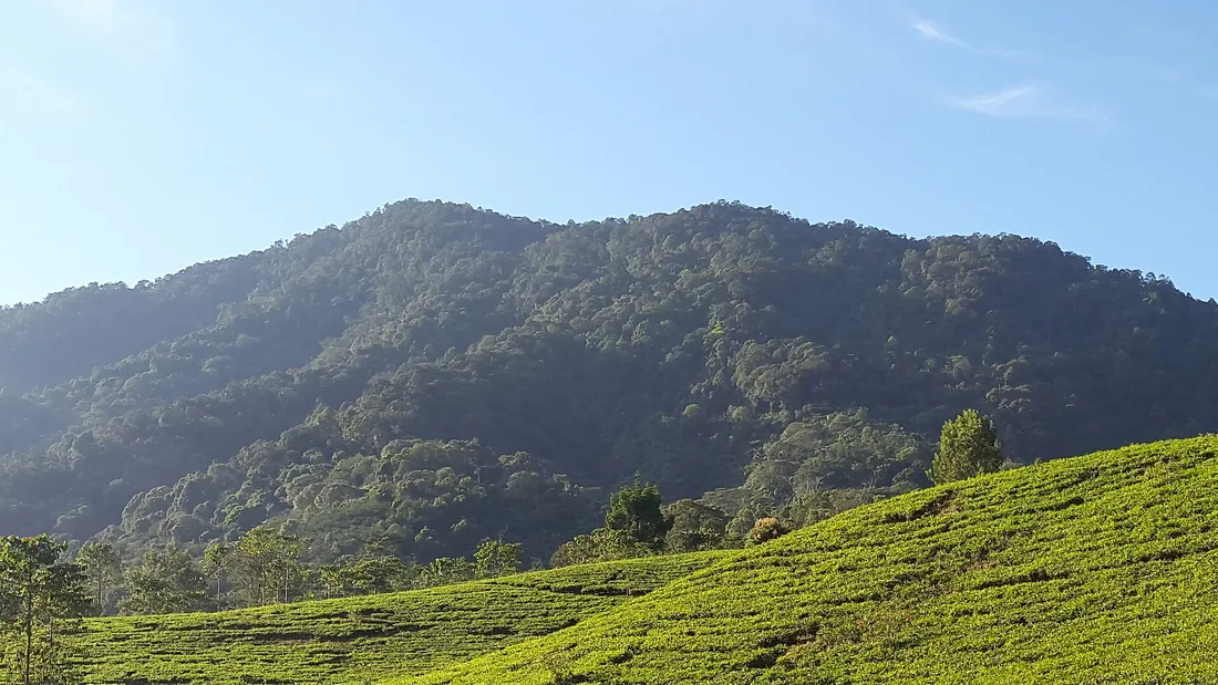 Lereng kebun teh di kawasan Puncak, Bogor, dengan punggungan berhutan Gunung Gede di latar belakang