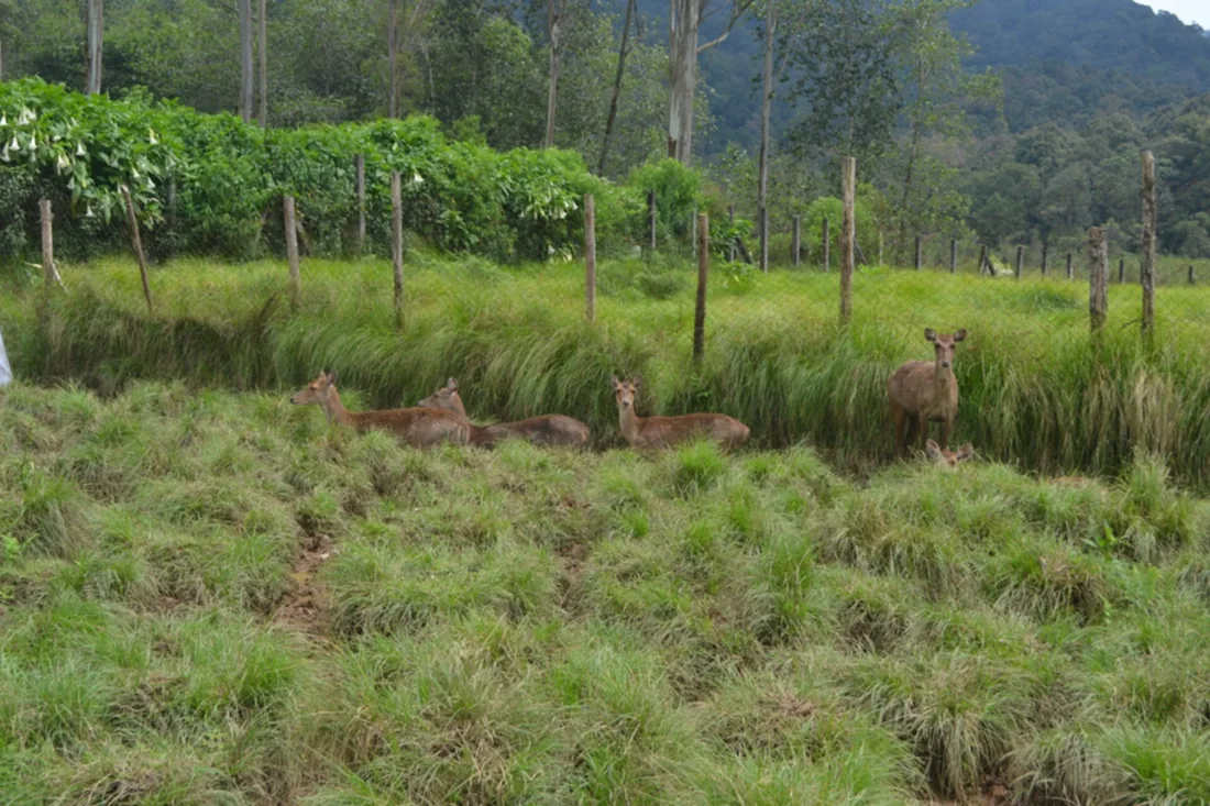 Beberapa ekor rusa di padang rumput penangkaran Ranca Upas, Ciwidey, dengan pagar kayu dan hutan di belakang